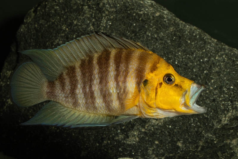 Altolamprologus compressiceps 'Kantalamba'